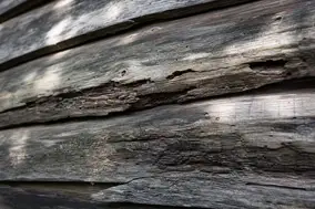 Spongy Rotting Cedar Siding Close Up